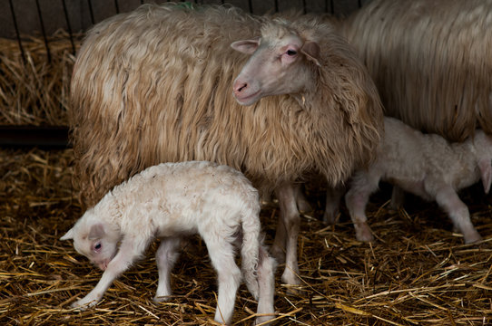 「Ovile」の画像 225 件の Stock 写真、ベクターおよびビデオ Adobe Stock