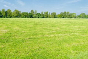 Wiese im Hülser Bruch, Krefeld, Deutschland