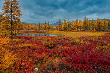 Russia. Magadan region. Autumn taiga on permafrost.