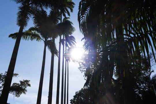 Palm trees in Catete