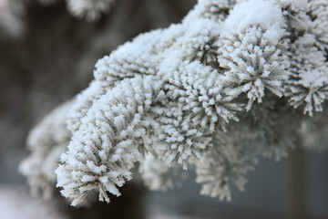 snow-covered, frozen spruce branches