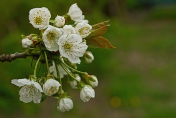 thin gray branch and white small flowers of cherry with green leaves