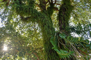 Fototapeta premium Ferns in moist forests with sunlight.