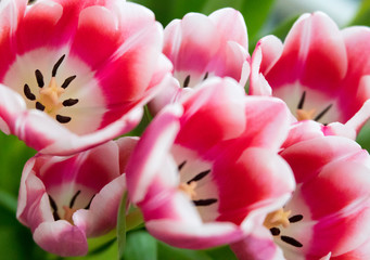 close up of pink tulips with wonderful bokeh