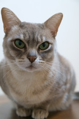 blue marble Australian Mist cat