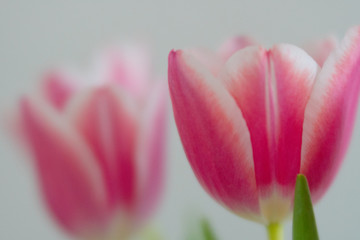 unfocused close up of pink tulips with wonderful bokeh