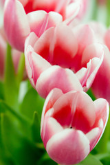 close up of pink tulips with wonderful bokeh