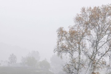 trees in winter