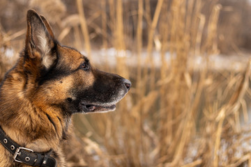 German Shepherd on the background of reeds
