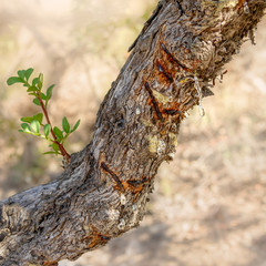 Mastic tree, Pistacia lentiscus, with incisions in the bark to release the resin, drops hang from the branch, Chios, Aegean island, Greece