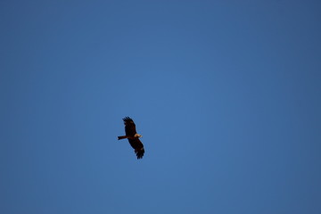 A black kite flying in the blue sky