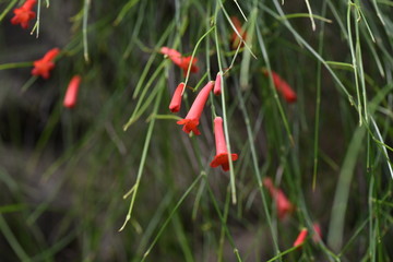 Coral plant (Firecracker plant)