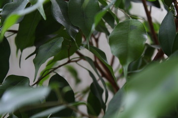 green leaves of tree