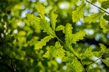 Oak leaf bokeh