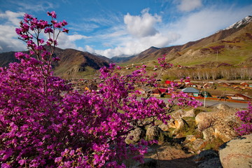 Fototapeta na wymiar Russia. Mountain Altai. Chuyskiy tract in the period of the flowering of Maralnik (Rhododendron Ledebourii).