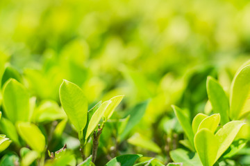 close-up natural view of green leaves in garden, sunlight though tree leaves in summer time, abstract nature background