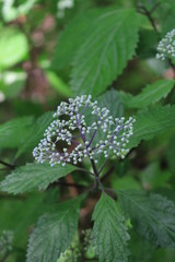 日光国立公園・龍王峡のフタリシズカ