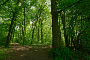 Rotbuchenwald, Krefeld, Deutschland