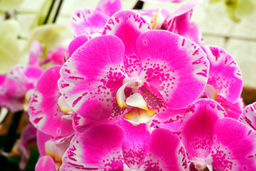 Obraz na płótnie Canvas beautiful close-up of a wonderful orchid