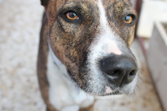 Perro mediano mestizo