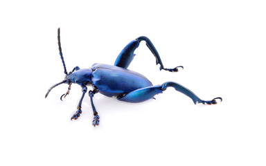 Blue insect isolated on white background © panor156