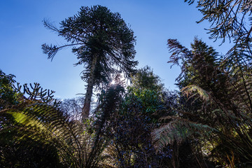 park with many ornamental plants in spring; a view from the bottom up to a large spruce with interesting twigs; trees on a blue sky background