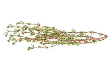 Sprig of fresh thyme isolated on a white background