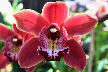 Bright red orchid flower with purple to white patchy lip petal, Cymbidium kind hybrid