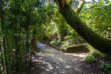 wet, muddy trail in the park between trees, bamboo and palm trees; trees are overgrown with moss and look like jungle