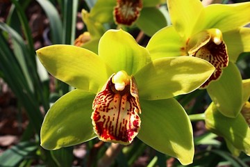 Two yellow Cymbidium boat orchid flowers with patchy red to yelow lip petal - obrazy, fototapety, plakaty