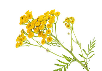 Fototapeta premium Yellow Tansy flowers isolated on white background. Medical herb.