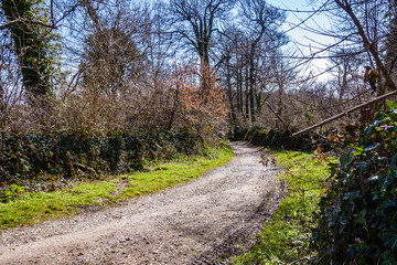 empty, gravelly rural road with tire imprint; overgrown with bushes, untidy surroundings