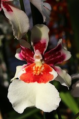 White, red and purple orchid flower, possibly of Oncidium hybrid kind 