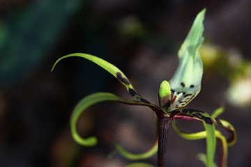 Bright green flower of Spider Orchid Brassia 