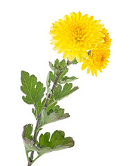 Yellow flowers of chrysanthemum on a white background