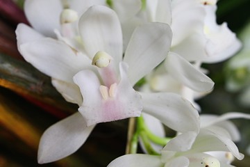 Creamy white flower of Cymbidium Sarah Jean boat orchid