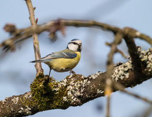 Blaumeise auf einen Ast