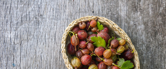 Ripe gooseberry fruit in a rural basket, rustic background