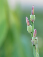 canna Flower bud on blur background space for write