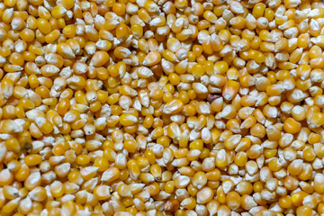 Grains and grains..