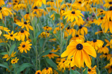 GROWING BLACK-EYED SUSANS, Rudbeckia hirta
