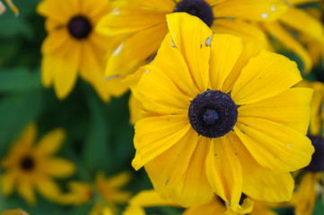 GROWING BLACK-EYED SUSANS, Rudbeckia hirta