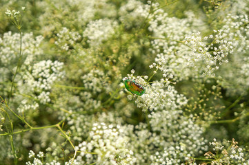 Beetle Cetonia aurata, rose chafer, green rose chafer on a flowering bush