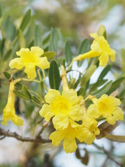 Obraz premium Nerium oleander Apocynaceae Oleander Sweet Oleander Rose Bay yellow Flower beautiful in nature