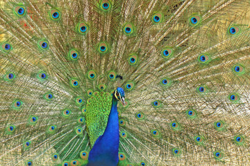 Obraz premium Oiseau paon mâle bleu et vert faisant la roue avec ses plumes arrière pour séduire une femelle au printemps.