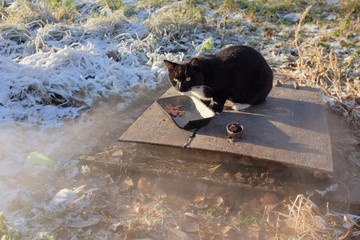The cat eats meat feed on the hatch from which steam comes out