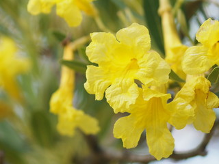 Nerium oleander Apocynaceae Oleander Sweet Oleander Rose Bay yellow Flower beautiful in nature