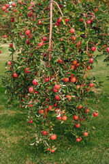 Branch of red apples.