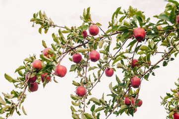 Branch of red apples