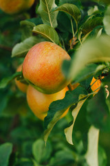 Branch of yellow apples